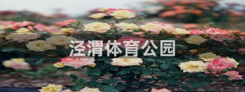 JJB竞技宝官方正版app代理